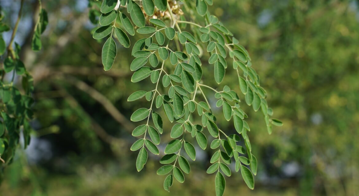 Moringa leaves