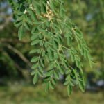 Moringa leaves