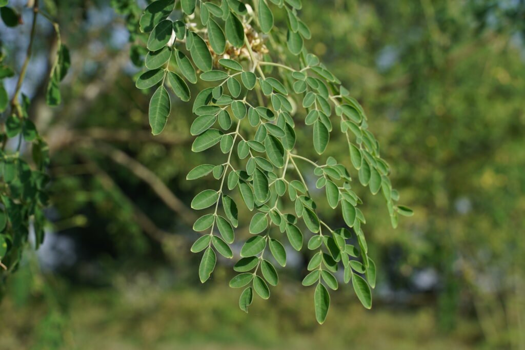 Moringa leaves