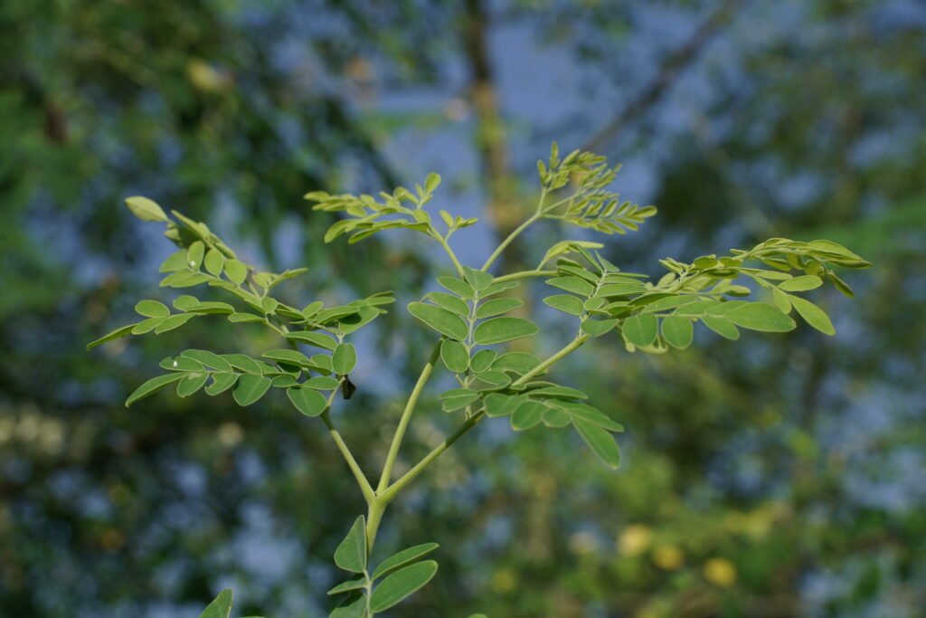 Moringa leaves