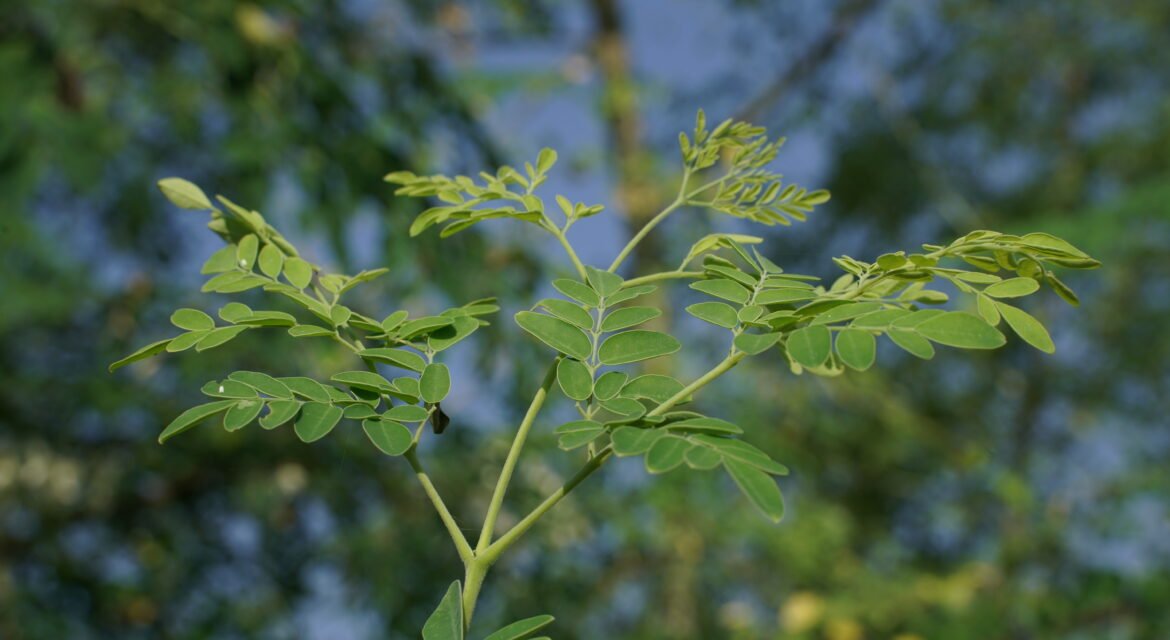moringa tree