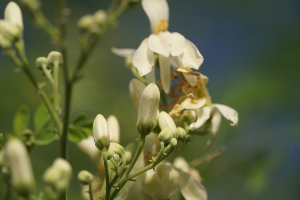 Moringa flowers close-up
