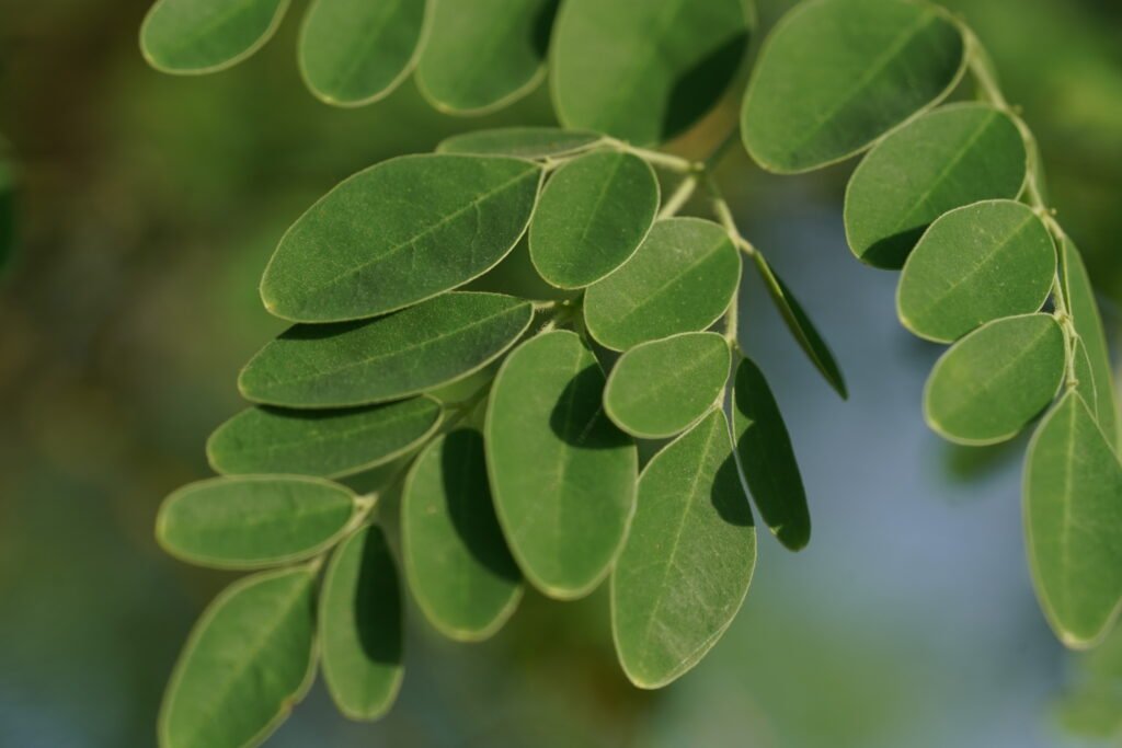 Moringa leaves close-up