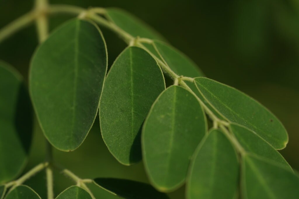 Moringa leaves close up
