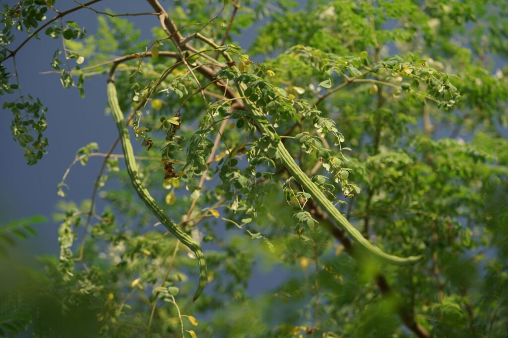 Drumstick Tree