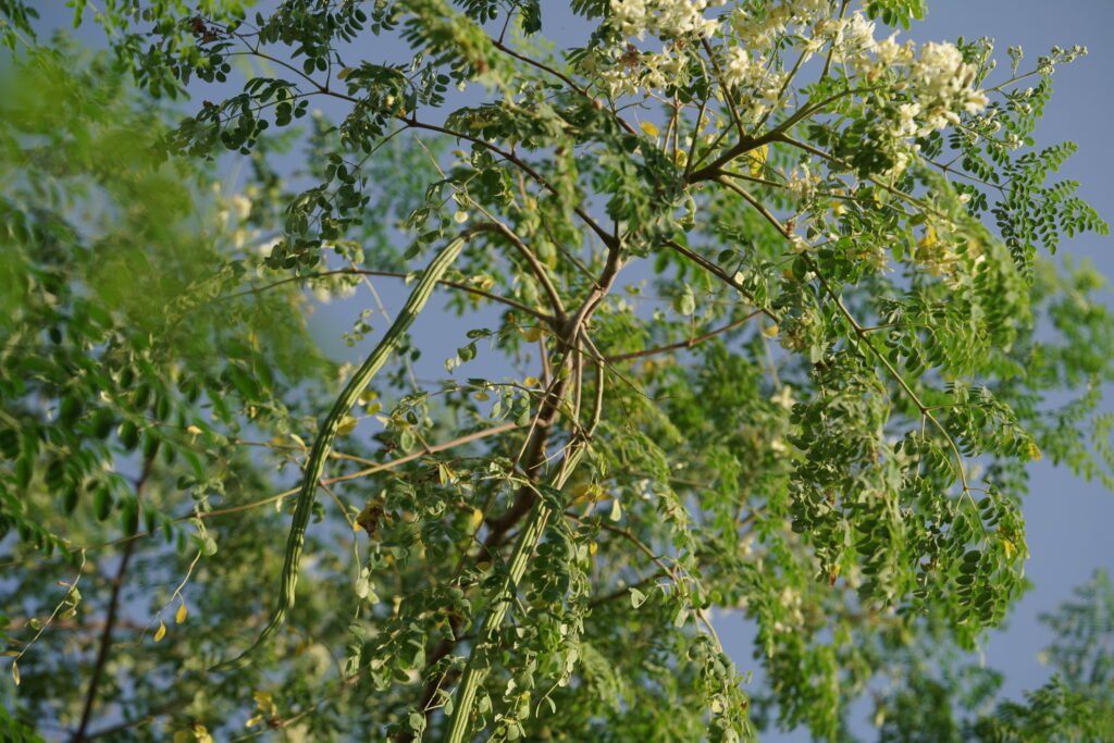 Grown Moringa tree