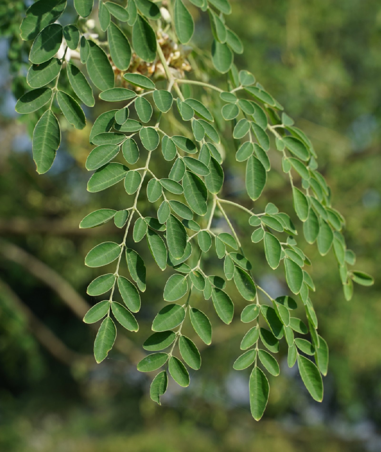 Image of Moringa leaves